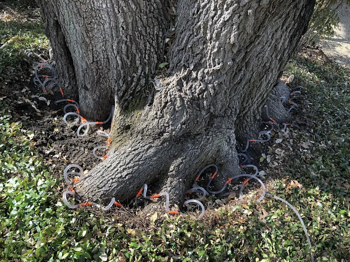 Detailed Tree Cabling and Bracing job site in Blandinsville