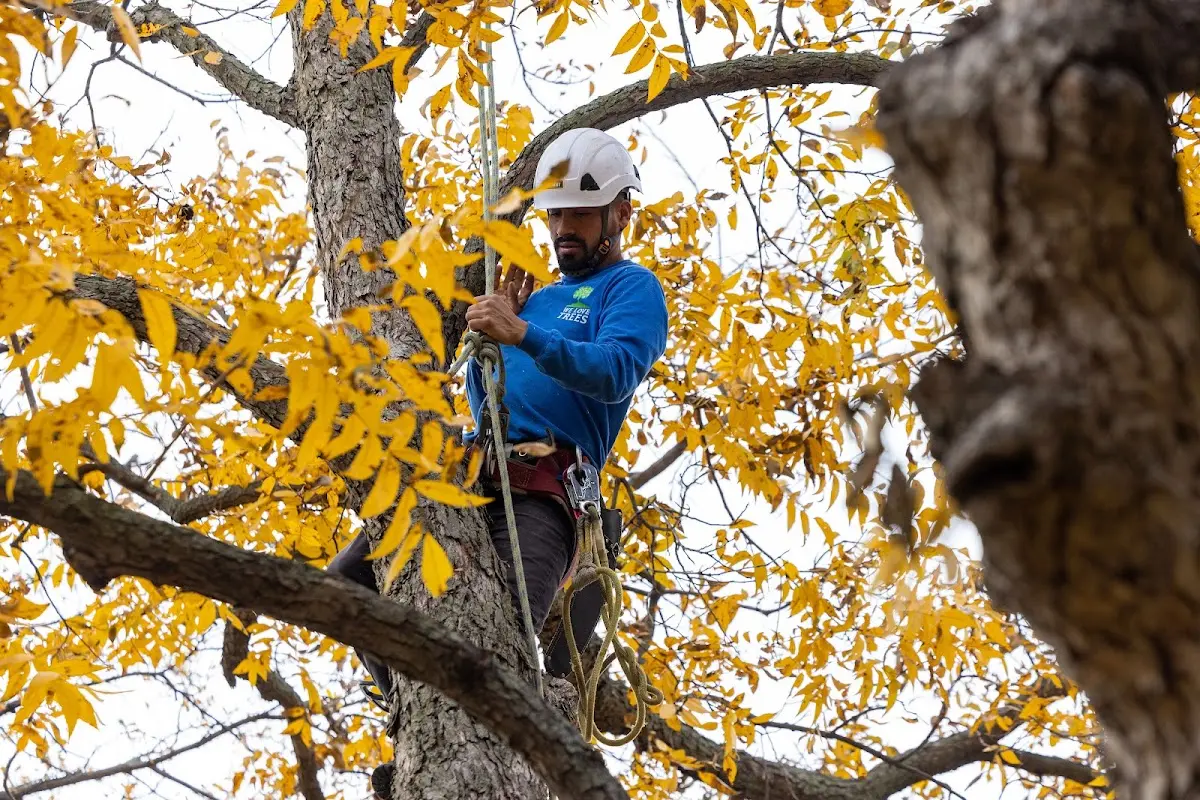 Skilled Tree Pruning crew working in Blandinsville