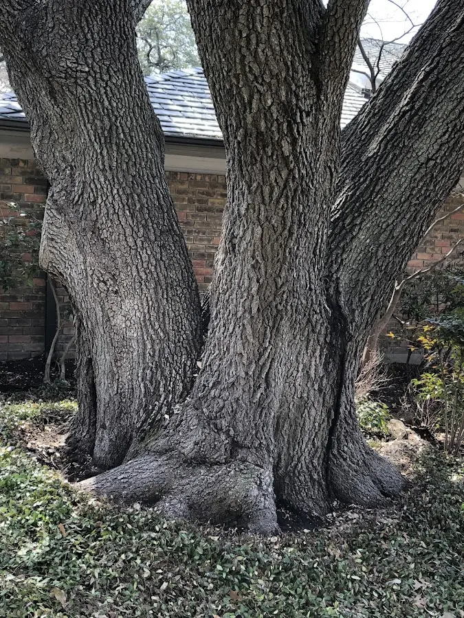 Mature heritage tree close to a Blandinsville property cared for by certified arborists